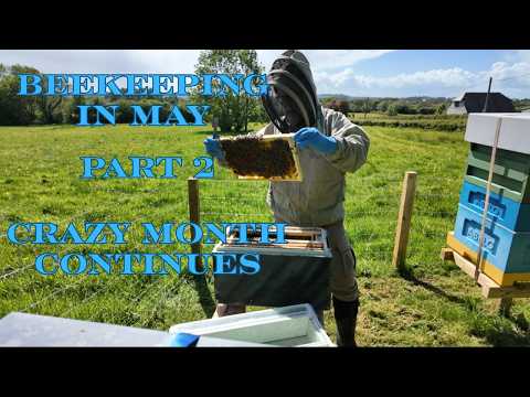 Beekeeping in May Part 2
