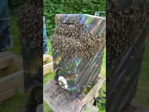 Housing a huge swarm of honey bees