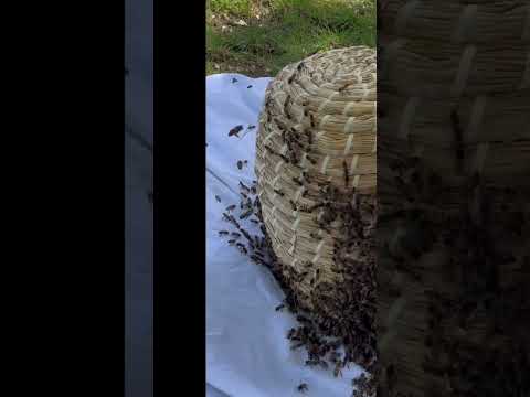 Collecting honey bees in a skep 😀😀🐝