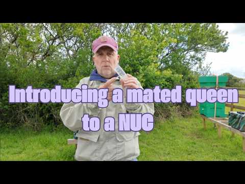 Introducing a mated queen to a Nuc