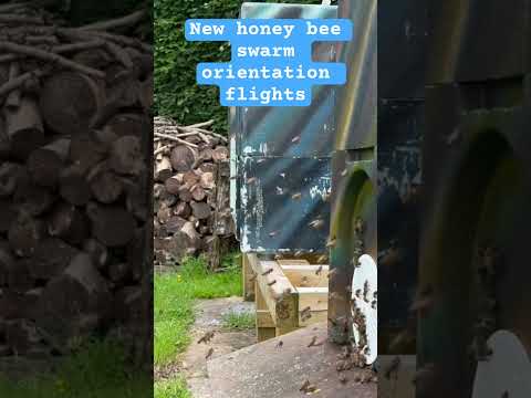 Honey bees orientation flights