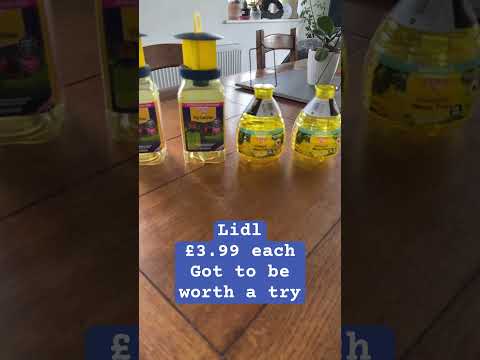 Wasp traps