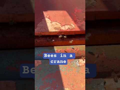 Bees in a crane