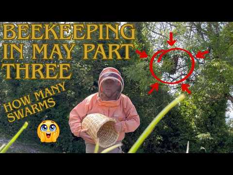 Beekeeping in May part 3