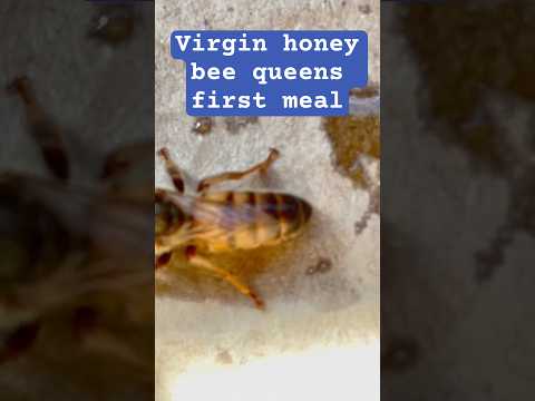 Virgin honey bee queens first meal 🐝