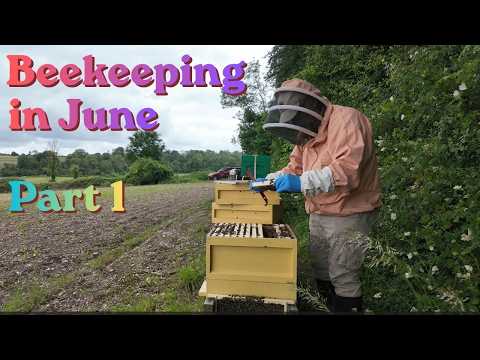 Beekeeping in June Part 1