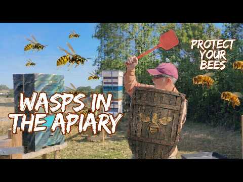How to deal with wasp in your apiary.