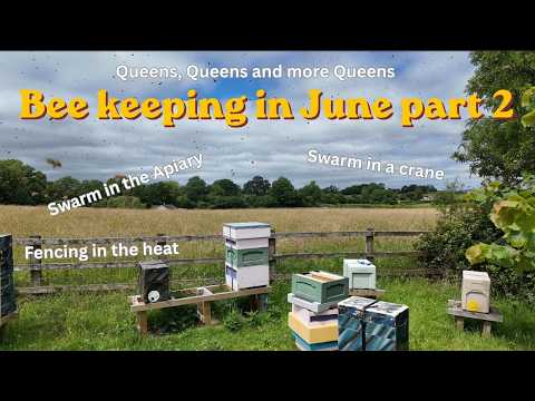 Beekeeping in June part 2
