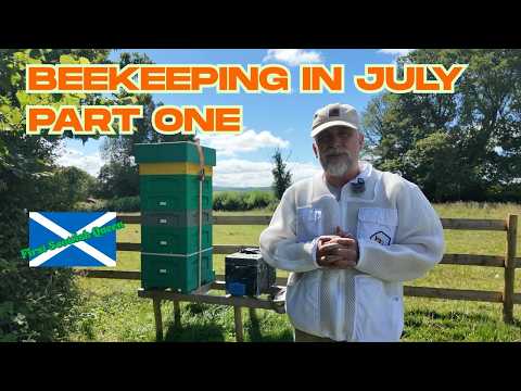 Beekeeping in July part 1