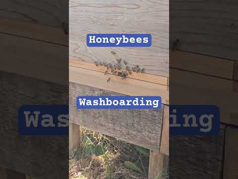 Honeybees Washboarding what’s your theories?