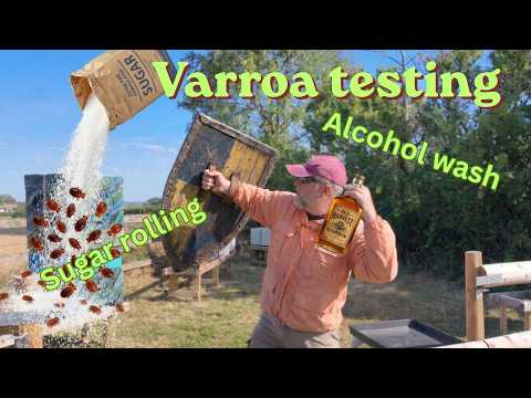 Varroa testing