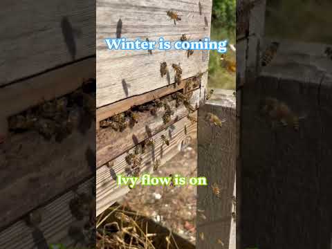Last major food source for the honey bees before winter 🥶