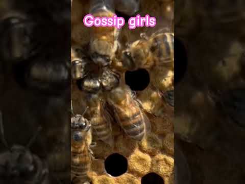 Honey bees do like a good gossip it’s called trophallaxis 🐝🐝
