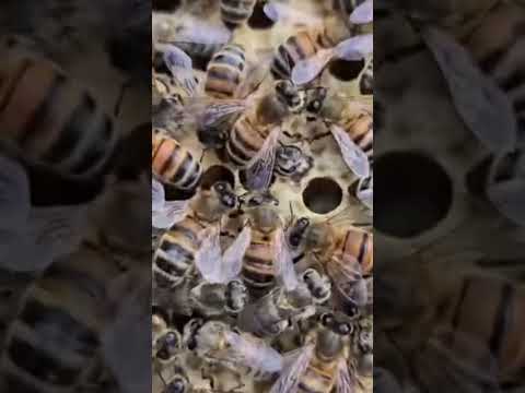 Birth of a honey bee