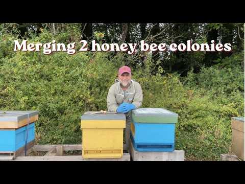 Merging 2 colonies