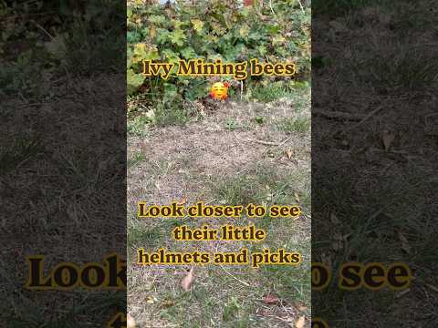 Ivy mining bees.
