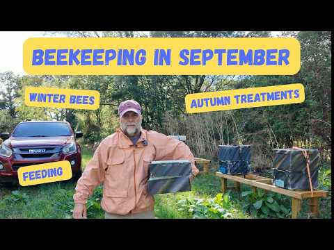 Beekeeping in September